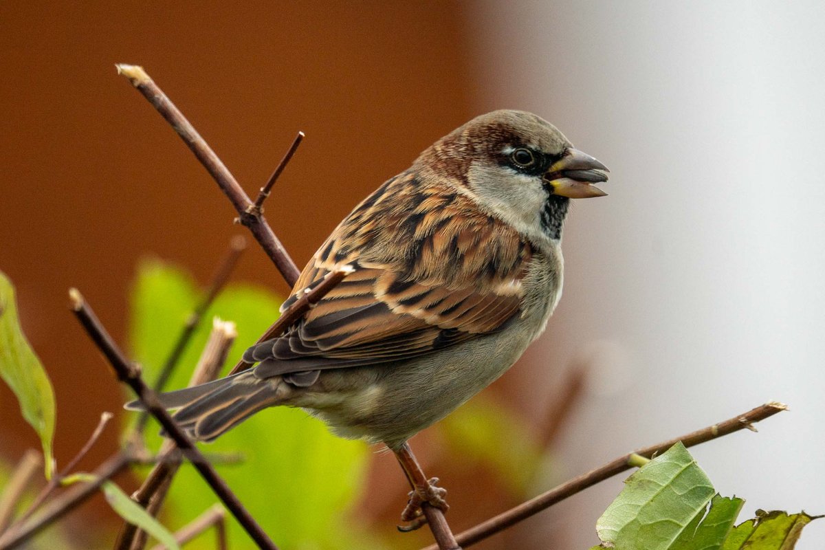 CryptoNFTDani's tweet photo. Sparrow #birdphotography https://t.co/cFPjseb2LE