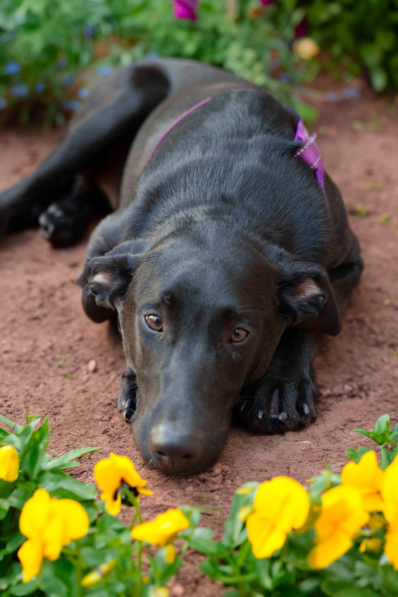 Dante tiene 5 meses y es el único que no ha conseguido una familia de 10 hermanitos 💔😢
Me podéis decir por qué??
Sobran las palabras, pero es precioso, es un cruce de labrador
Pueblo de Huelva
🆘📢📢📢📢📢📢📢
609 32 43 50