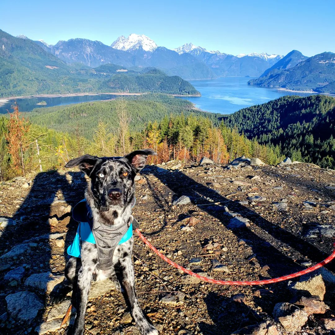 Adventures with pup
