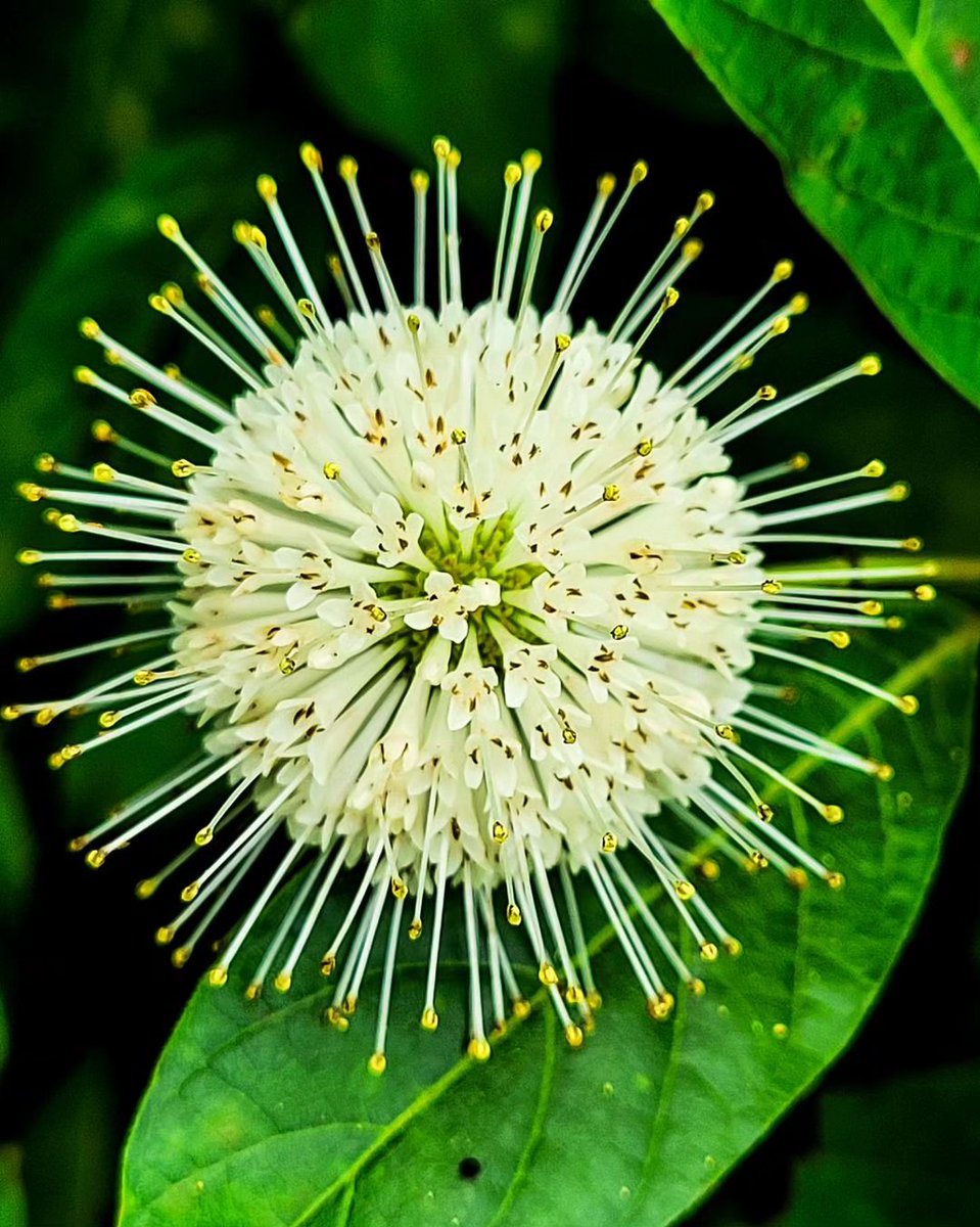 Lively_Emily_'s tweet photo. Flowers are nature's gift and they embellish our lives with their beauty. Record these beautiful flowers with your camera to make our lives more colorful.πΈπ΅πΊπ»
#photography #light #composition #exposure #focus #lens #color #shootingangle #plants #flowers #beauty #ISOππΈπΊπ·πΌ https://t.co/dLCV6hx4Fb