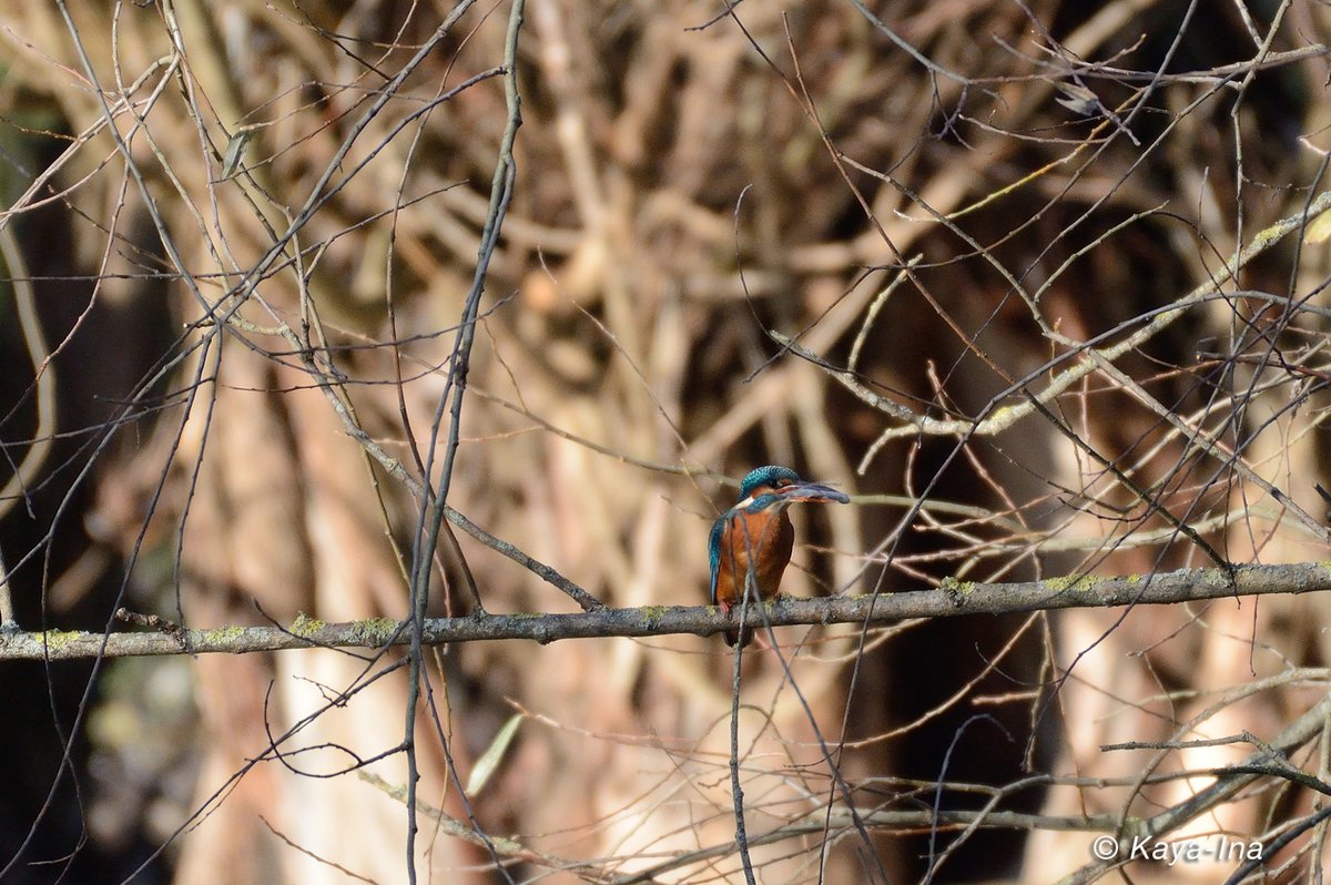 Teilhabe_4_all's tweet photo. Der #Eisvogel war heute wieder an seinem Stammplatz. War schön! #lovenature #kingfischer #StadtNatur #Naturbeobachtungen https://t.co/A2hZUs74t9