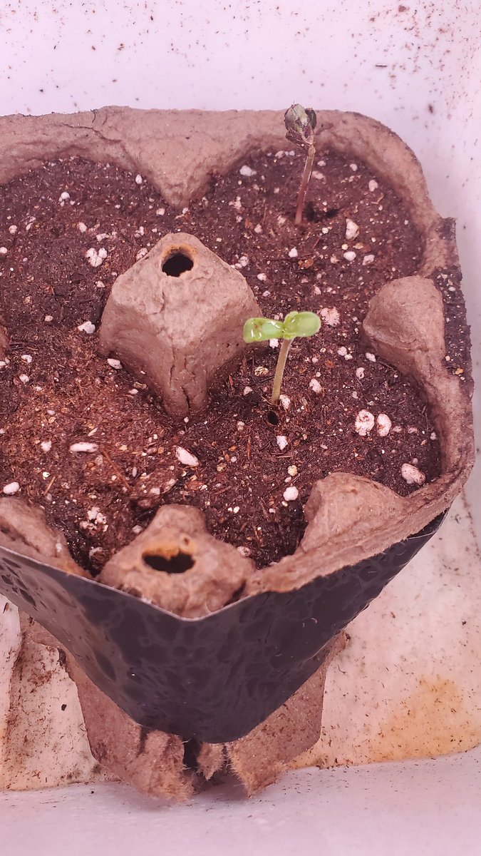 CBRNOIR's tweet image. Hello little one. I'm gonna take care of you now. #GotWeed