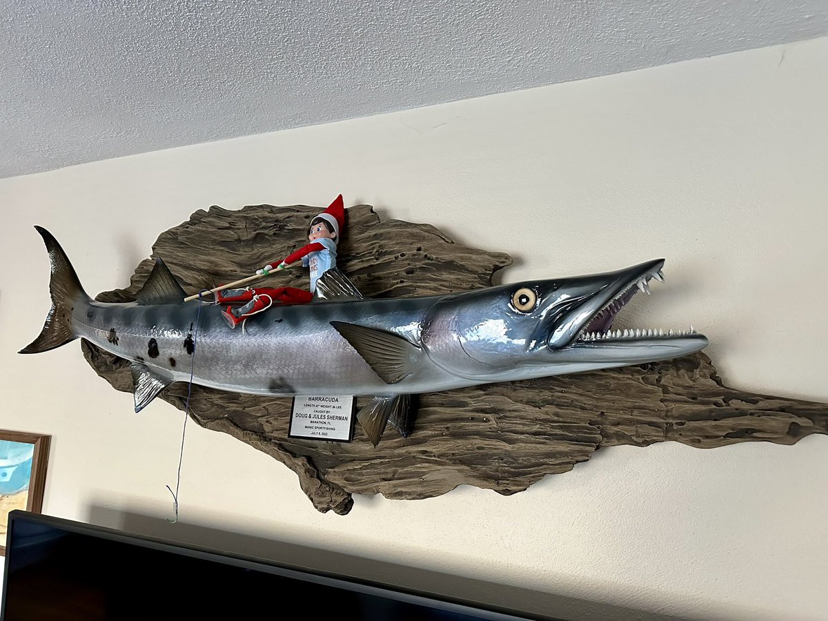 Doug9110's tweet image. So pumped to finally have “Monty” up on the wall! What an incredible mount from @graytaxidermy. We couldn’t have asked for a better day w/ manicsportfishing.com 🤘🏼🇺🇸🌊🎣🛥️🌞🌴