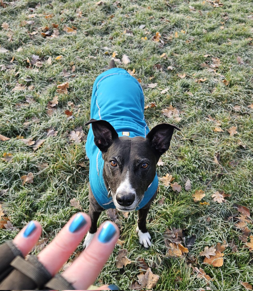 My fingers are #MyLucyCarlyleEra today. Even got doggo in on the act on our frosty morning walk. Inadvertently matchymatchy 💙💙
#SaveLockwoodandCo 
35 Portland Row