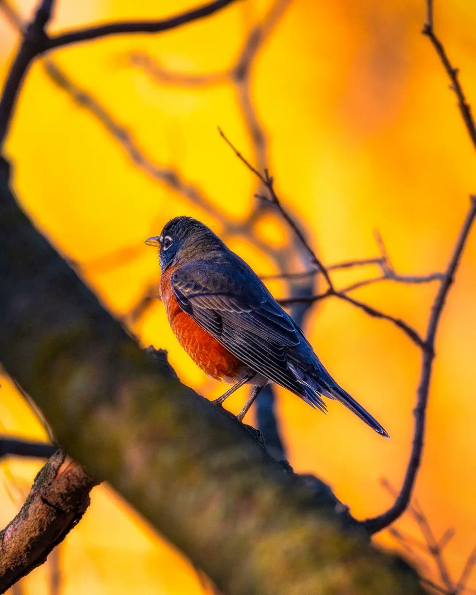 KurtWang.eth tweet media