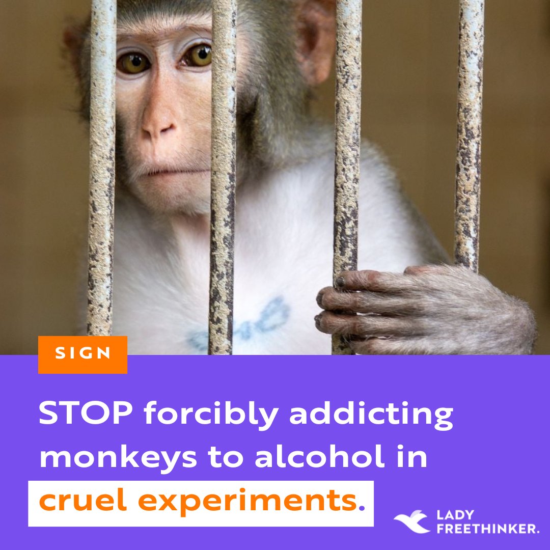 #Monkeys forcibly addicted to alcohol in #experiments at #UniversityofMississippiMedicalCenter have reportedly turned to self harm in attempt to cope. At least 1.8 million taxpayer-supported dollars spent since 2020 & NO direct clinical applications yet: ladyfreethinker.org/sign-stop-forc…