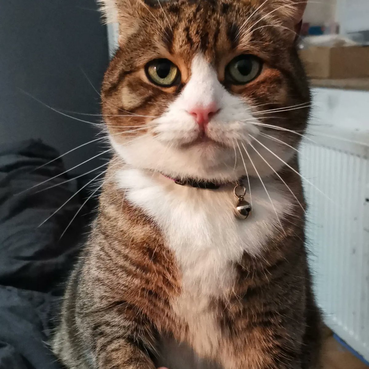 killer_cookiee's tweet photo. Mein Kater Jerry wird vermisst. Er ist ein Senior mit braun-schwarz getigertem Fell, weißer Brust und Pfoten. Jerry ist Scheu gegenüber Fremden. Zuletzt gesehen am 18.11.23 in Laatzen (30880). Kein Chip, aber kastriert. Hinweise bitte per DM. Danke für eure Hilfe.

#vermisst https://t.co/p3ItO3SvJ8