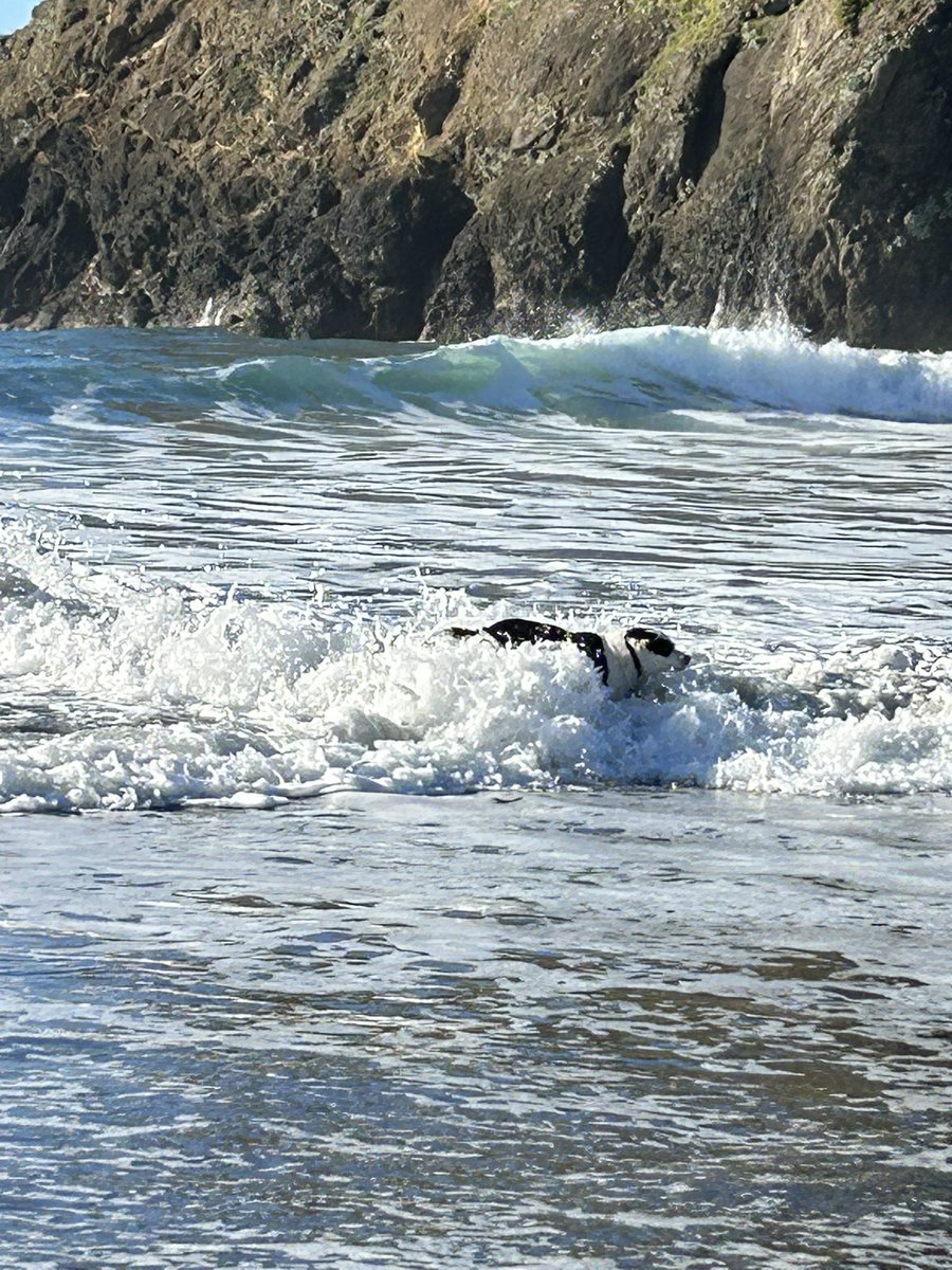 Bandit went in the water and swam a bit.
#KingTides #DogsofTwitter