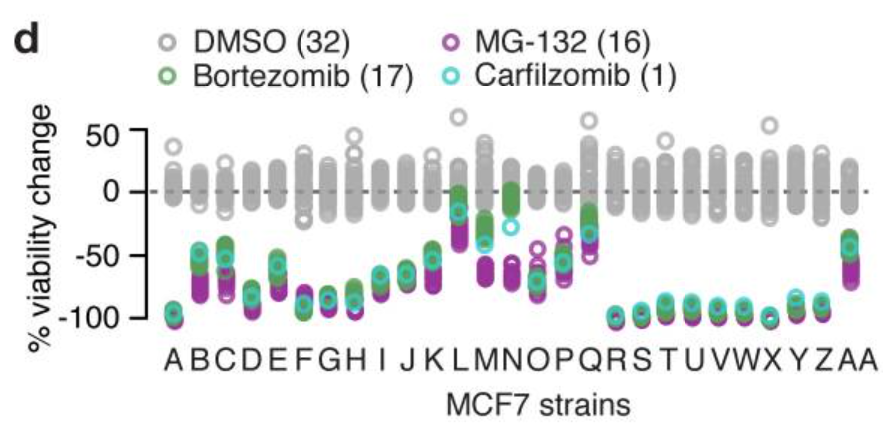 DrSamuelBHume's tweet photo. This is an incredible study which goes some way to explaining the reproducibility crisis in preclinical science

Whole-genome sequencing was performed on 27 versions of the same cancer cell line (MCF7 - breast cancer) 

Authors found that the genetics of the cell lines differed substantially - including for the critical cancer genes, PTEN and ESR1: 
And response to cancer drugs (these are proteasome inhibitors) also differed - some cell lines were completely wiped out, while others were unbothered: 
Ben-David et al. in Nature
https://t.co/eRoP39LFUm