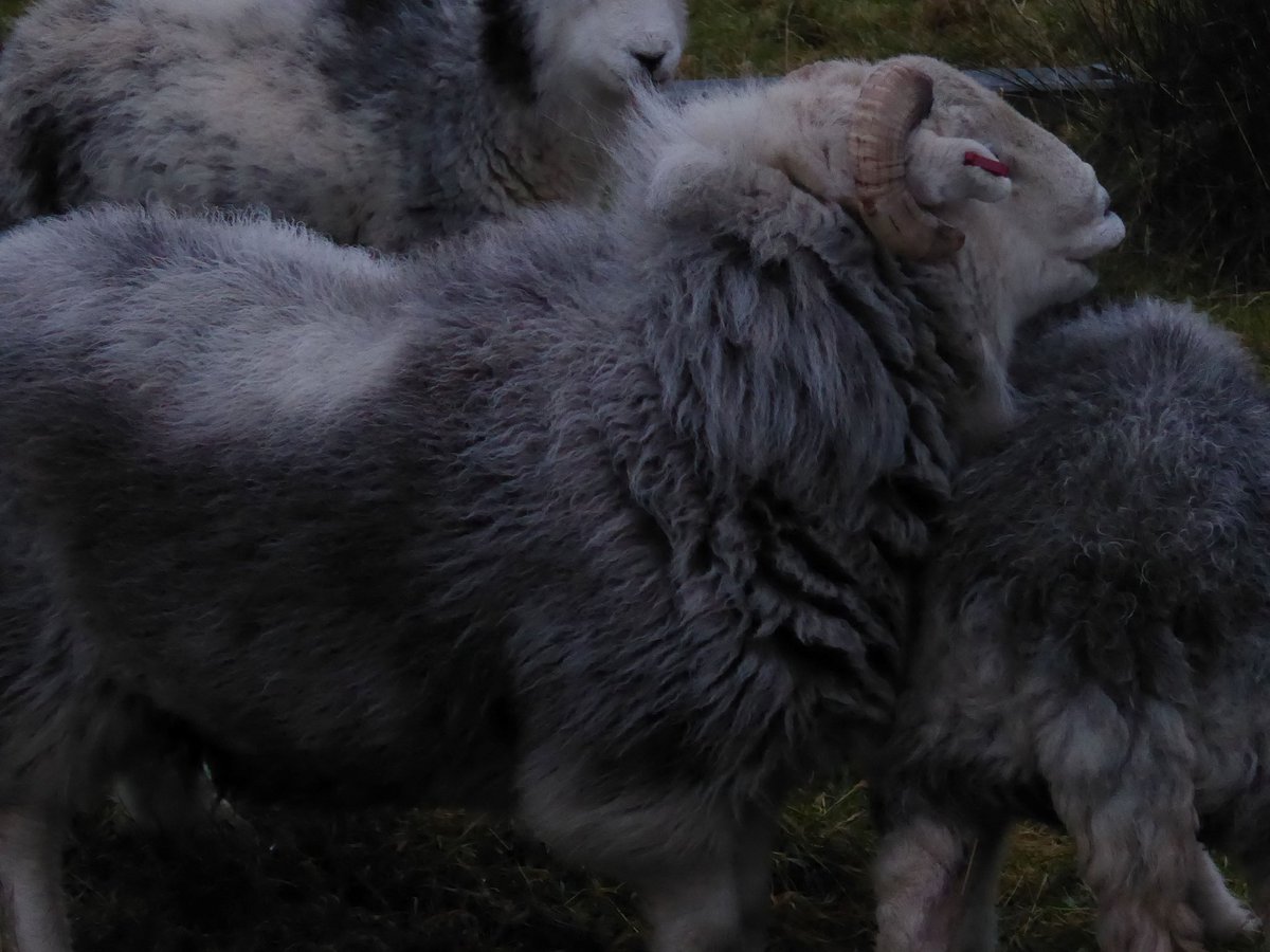 Today the tups went in. Looking forward to #lambing2024 #herdwicks #crofting