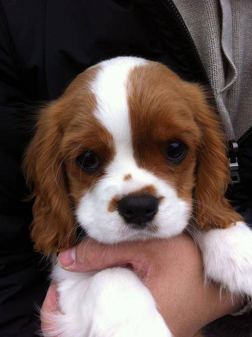 DogLovers03's tweet image. On a scale from 1 - 10, how cute is this little Cavalier King Charles Spaniel pup?