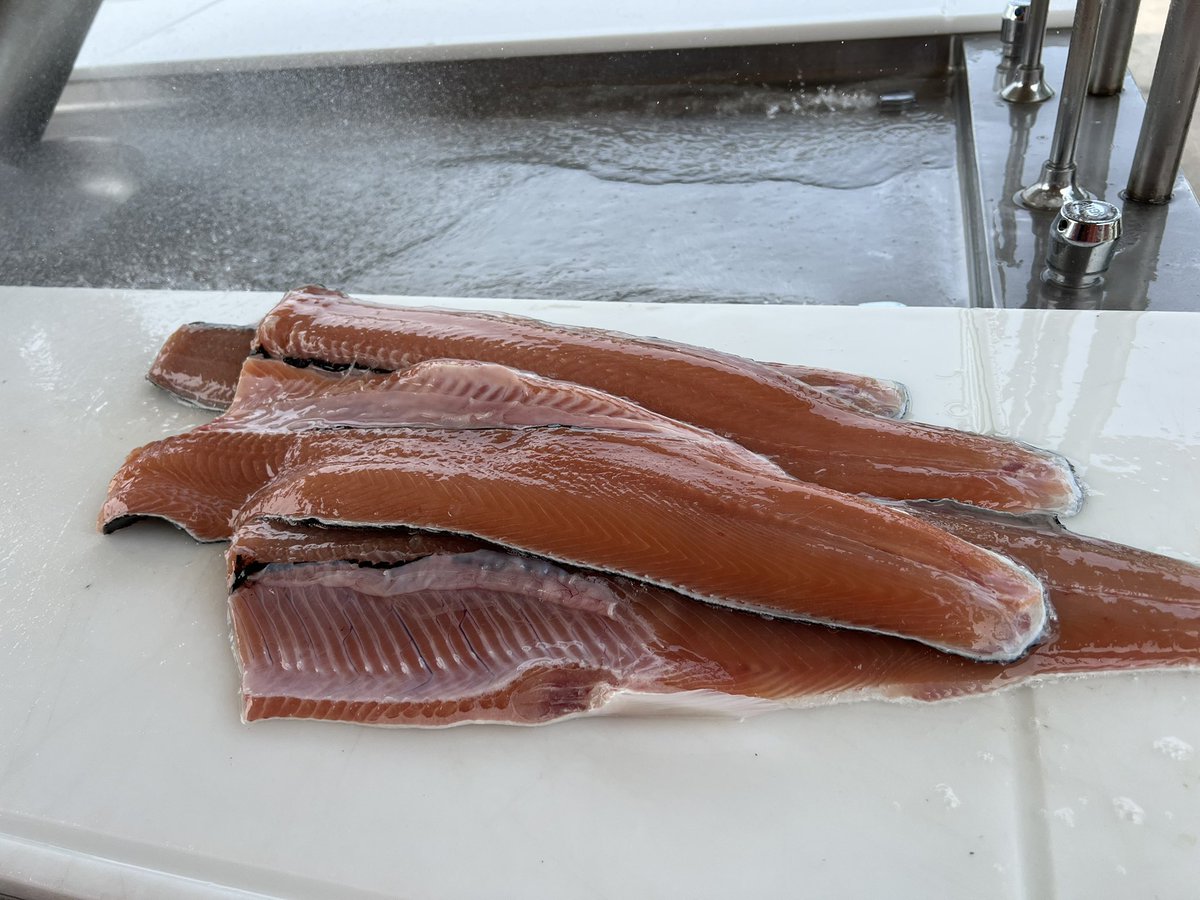 killerplfd's tweet photo. @BuschBeer Dry brining some Salmon to put on the smoker tonight https://t.co/X8OfSBxy6Q