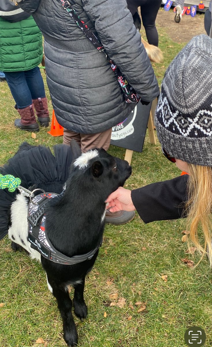 sasysquatchgirl's tweet image. Of all the goats at the fair this morning that had to come right over, of course it was the black one. It was pretty dang cute though…
#goats #mashpee #holidayseason