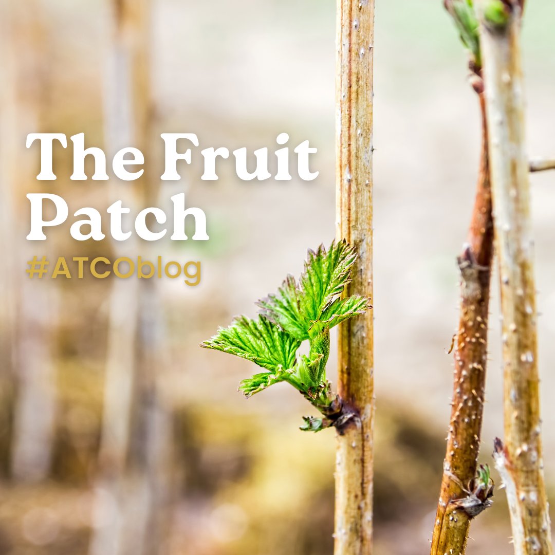 atcolawnmowers's tweet photo. "It’s planting time for ‘Bare root’ fruit trees such as apple, pear, cherry and plum, together with bush fruit such as blackberry, gooseberry and raspberry. They are the most cost effective way of starting or increasing your fruit patch.."

#TomSharples https://t.co/2k2hj9SRai https://t.co/FD1LncZElz