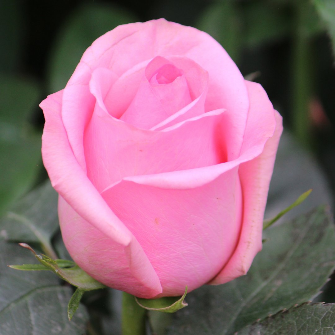 opensea.io/assets/matic/0…

#sundayfunday #cryptotwitter #nfts #nft #nftart #nftcollector #collectible  #nftcommunity #blockchain #gallery #latam #canada #nftday #digitalart #crypto #flowers #photography #roses