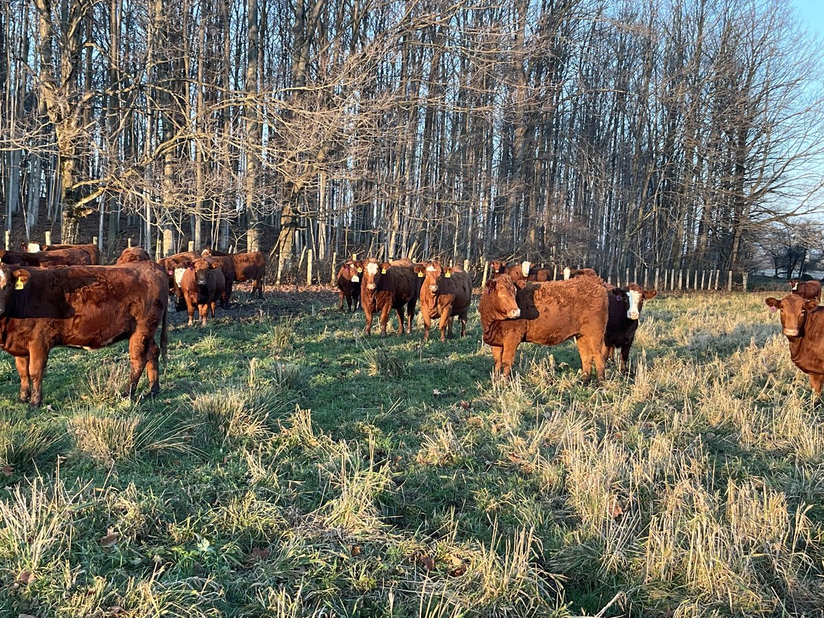 Excellent offering of over 200 red simmental/angus bred hfrs selling Fri Dec 1 at the Keady Livestock Market at 5 p.m keadylivestock.com/auction/specia…