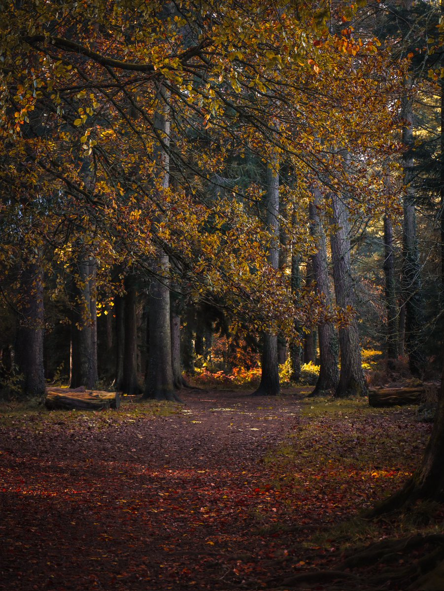 Autumnal walks 🍂

#forestofdean #forest #trees #cyrilhartarboretum #forestofdeanwalks #coleford #gloucestershire #visitdeanwye #forestryengland #deanwye #nature #naturephotography #walk #forestwalk #fod #forestry  #forestphotography #Autumn