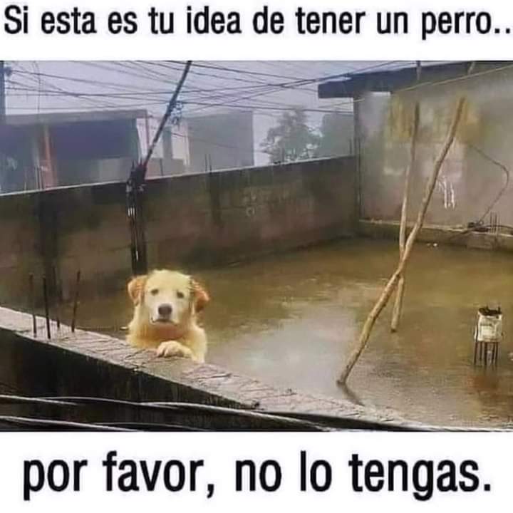 Perrosenlacalle's tweet photo. Así no es, así no, ellos también sienten, no son objetos... https://t.co/5fvEWDdJSa