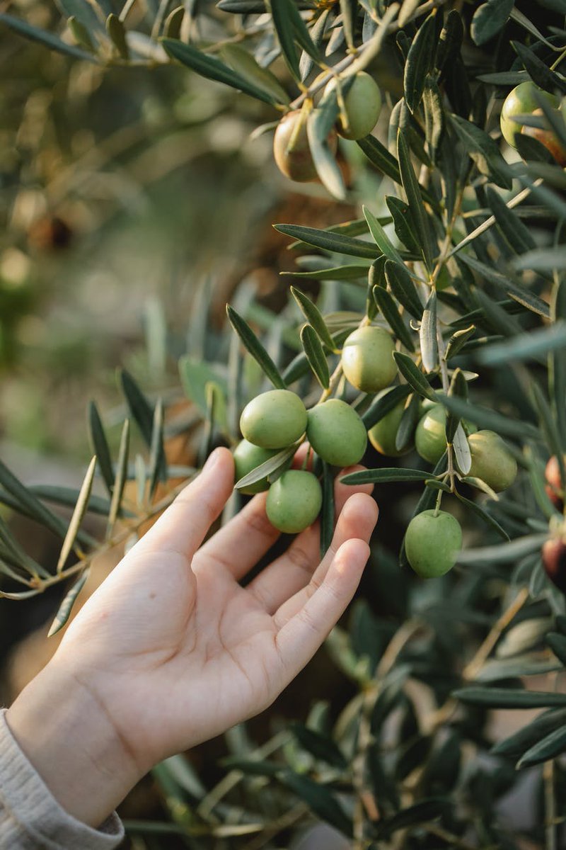 OakhurstOlives's tweet photo. Today marks the significant occasion of 'World Olive Tree Day.' This annual celebration is dedicated to championing the preservation of the olive tree &amp; the profound values it represents!🌿
https://t.co/XsXCuLunmV
#EVOO #OakhurstOlives #SAOlive #WorldOliveTreeDay #SouthAfrica🌿 https://t.co/nRWnvx66aS
