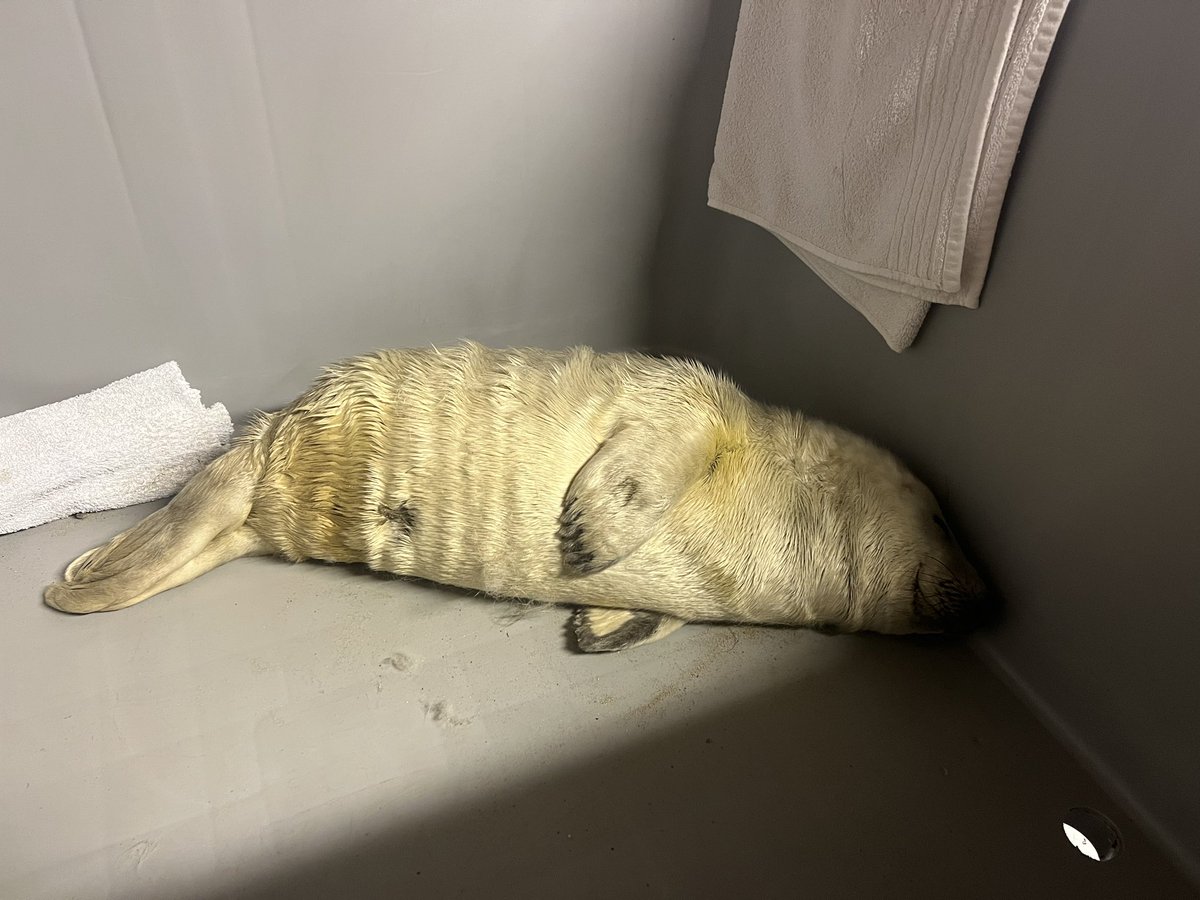 It’s been a busy weekend for seal pups. Unfortunately some have hauled out weak/injured/poorly and it’s not been a happy outcome. However this little one was rescued off Alnmouth beach today, remnants of umbilicus but had the all clear from the vets for rehab. #wildlife #rescue
