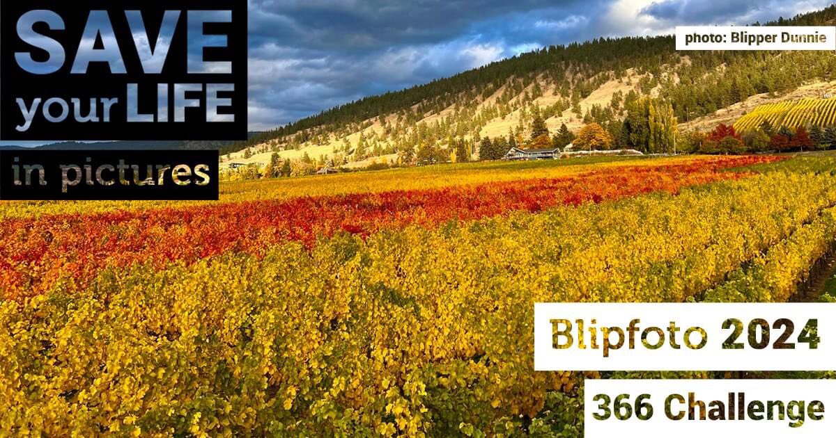 Blipfoto tweet media