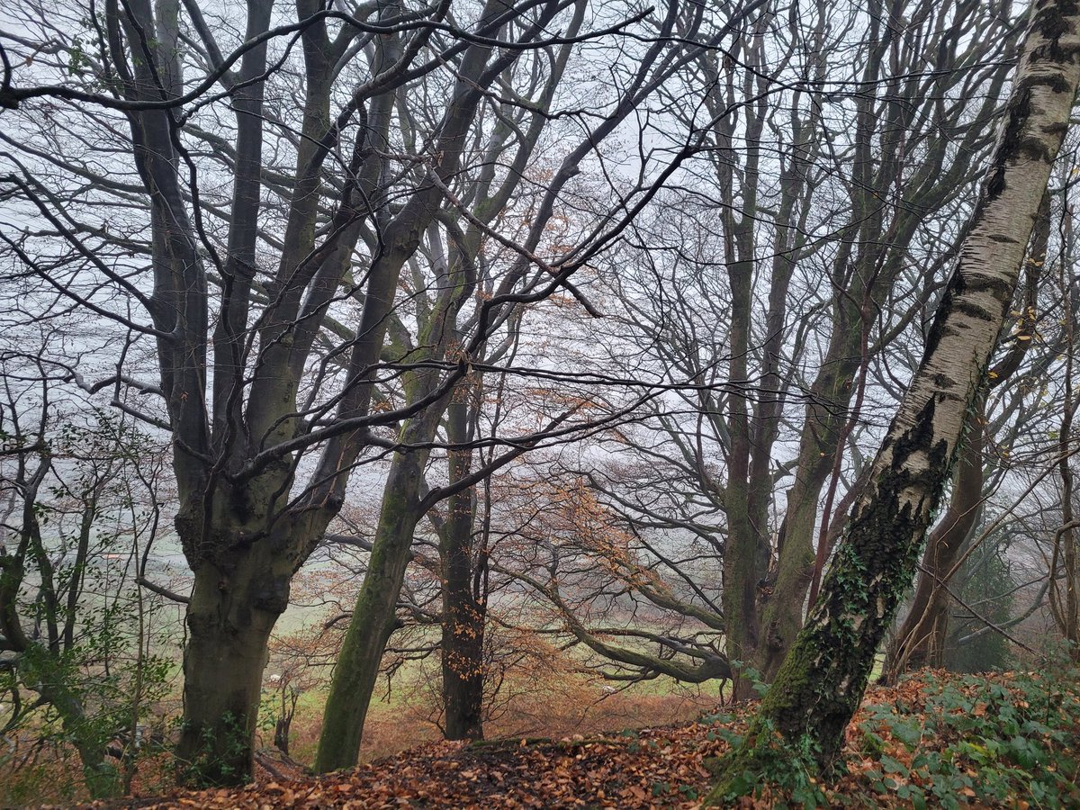 Lady Rebs tweet media