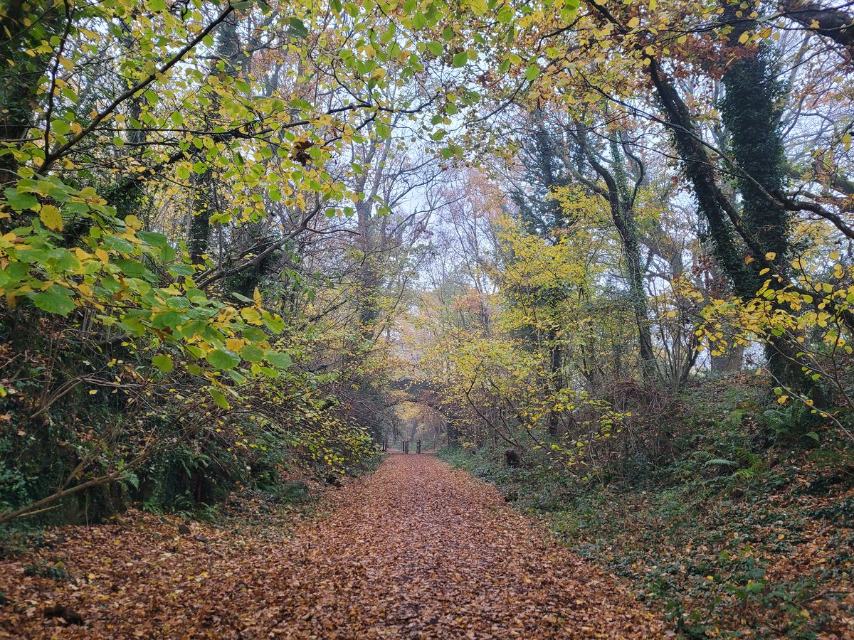 Lady Rebs tweet media