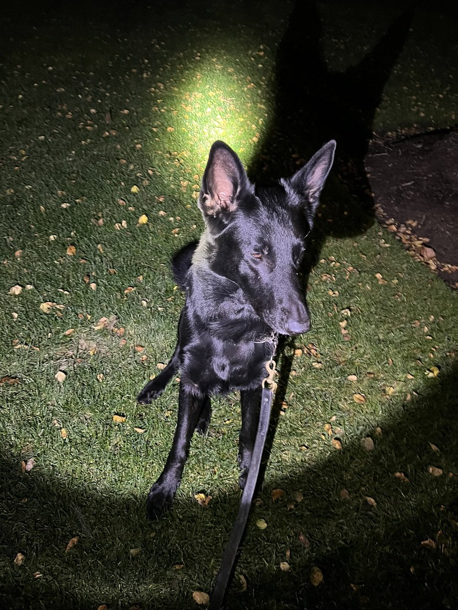 jimarsh3577's tweet photo. @azsweetheart013 @mim Our Liebe tore his early this year. He wore the cone well and was back up and running in no time.   Be thinking of Rose https://t.co/KDFwvTPNCA