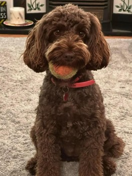 millypod1's tweet photo. 🆘23 NOV 2023 #Lost COCO #ScanMe
Brown Cockerpoo Female
Escaped from home in #Bathpool and initially sighted in areas near #Obridge #Toneway and #Priorswood #Taunton #TA2
PLEASE DO NOT CHASE, CALL OR APPROACH ☎️07739 130518
https://t.co/xfwKF60qFW
https://t.co/kevCWnS9qZ https://t.co/1JMsG5djJ4