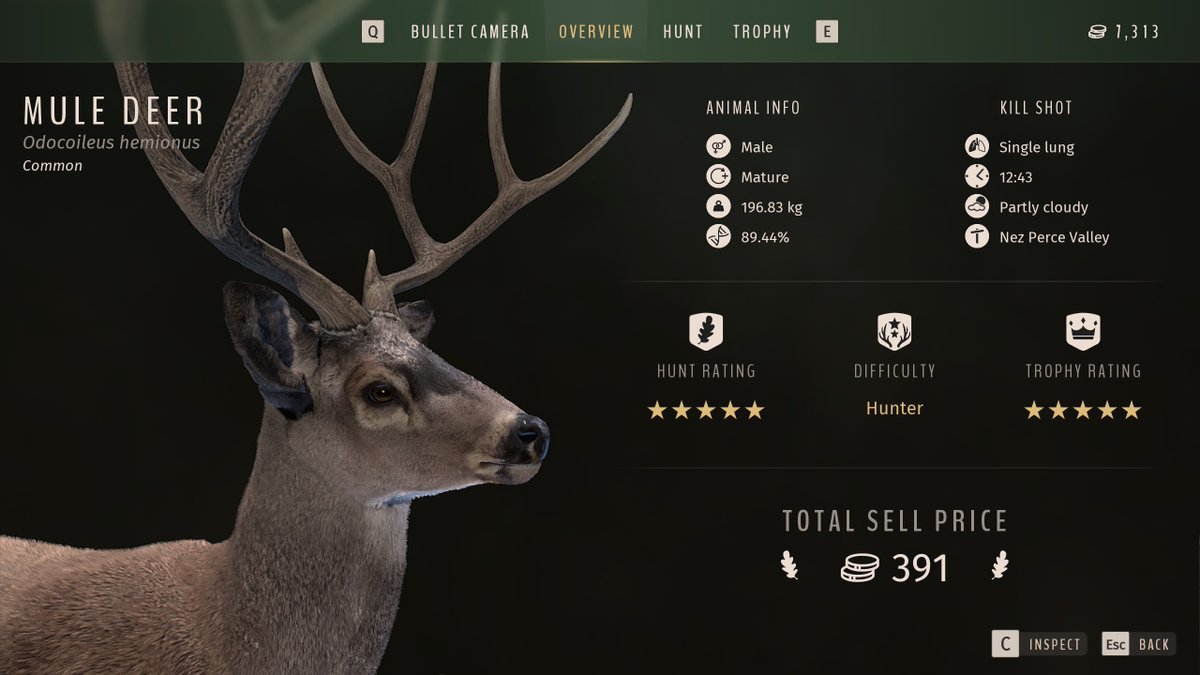 tocadobalrog's tweet photo. Aquela semana meu Nez Perce Valley estava fora do normal!  

#woth #wayofthehunter #steyrarms  

(video do abate em breve) https://t.co/5wWLLVPY0r