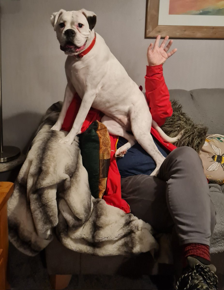 ValVapeters's tweet photo. @ADRoden @RyanPeters10 @gazr1994 @ianhpeters kizzy always tries her best to welcome visitors #boxerdogs #dogsontwitter #boxerpups #daftdog https://t.co/aCVZ2E2Wks