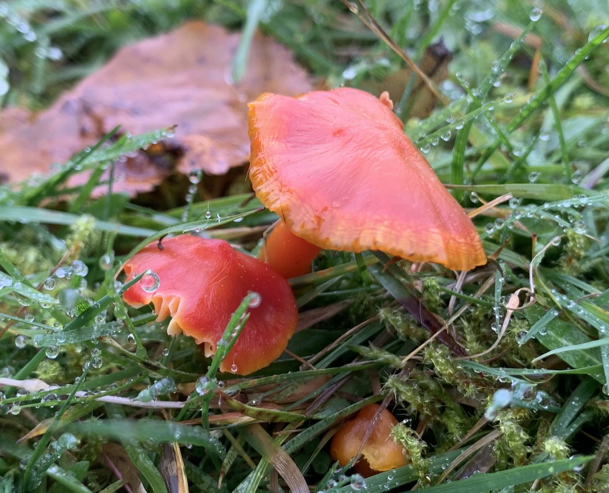 Scarlet Waxcaps, at the library in Great Malvern, this afternoon. @WorcsWT @MalvHillsTrust @Love_plants @BritMycolSoc @BritishFungi #Waxcapwatch #fungi