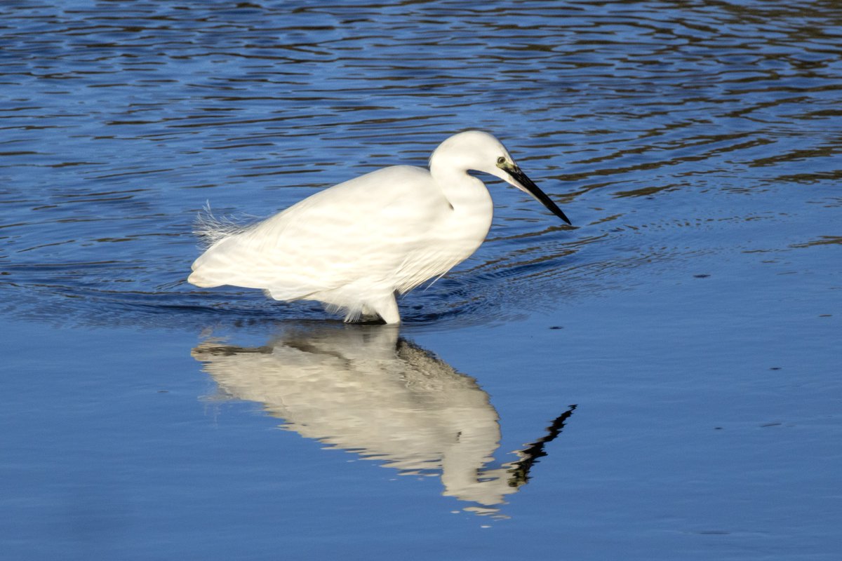 vidlife2019's tweet photo. A beautiful selection of birds on a November afternoon at Pagham Harbour @RSPBPagham #birdphotography #birds #TwitterNatureCommunity https://t.co/rVIxTdXVrT