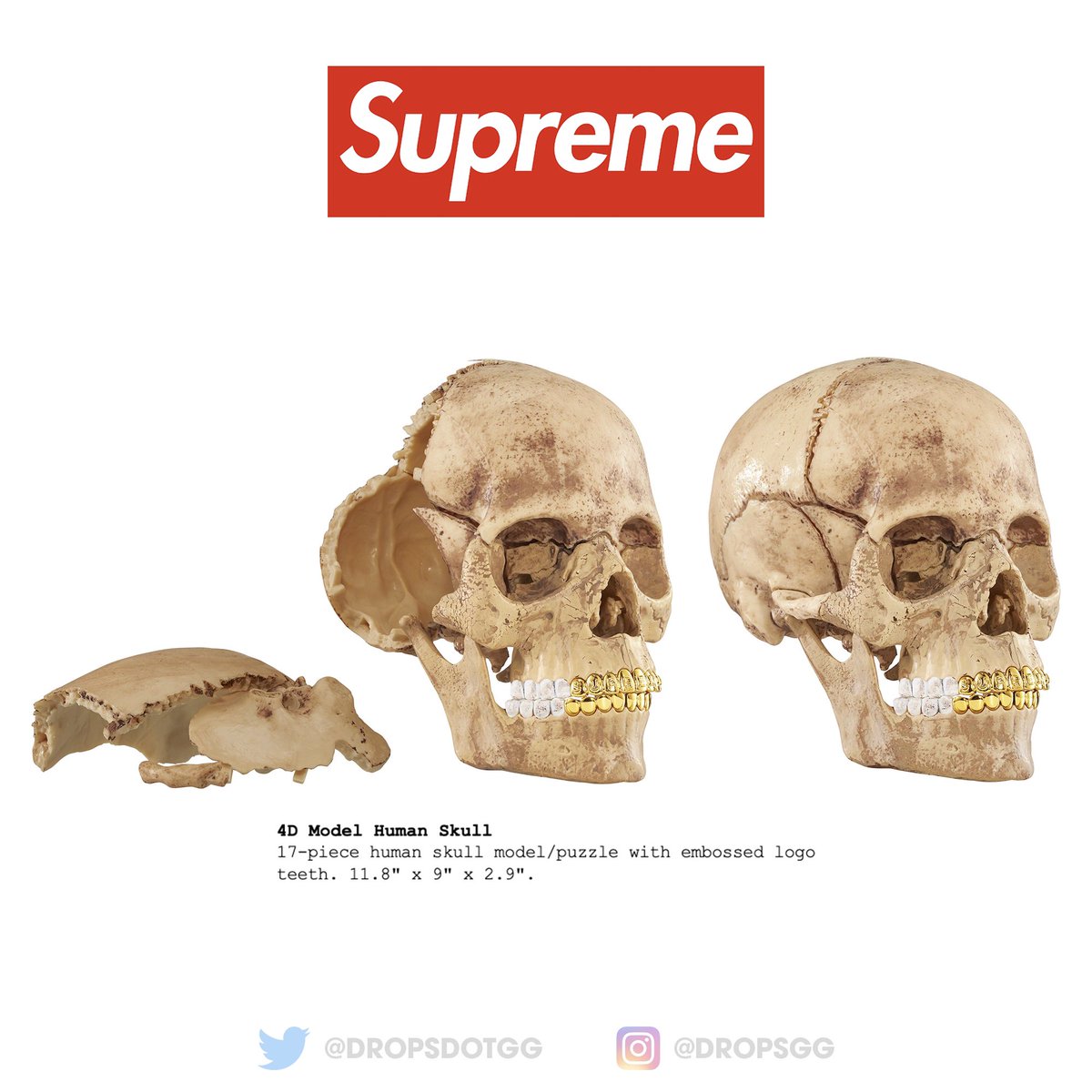 supreme 4D Model Human Skull Supreme 4D Model Human Skull supreme