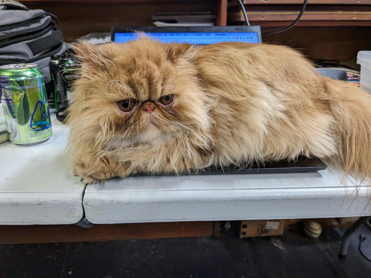 Jeffrey Potoff tweet media