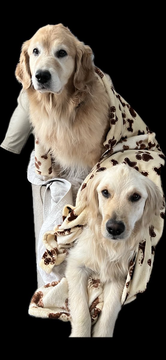 southerngirlndc's tweet photo. @GoldretrieverUS #WeekendSmiles #SundaySnuggles with Luna &amp; Astrid https://t.co/Rq9GvNmFDs