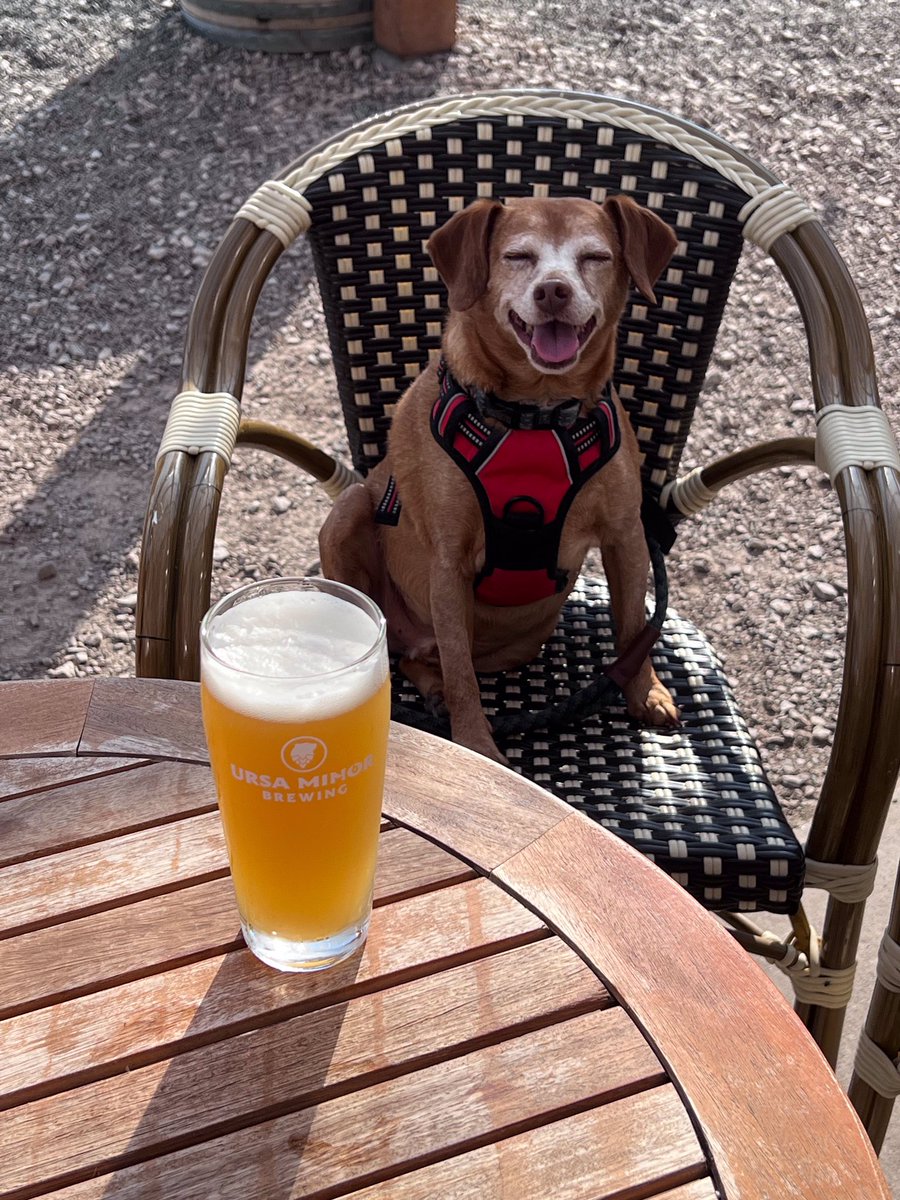 gigamite's tweet photo. @JessimaePeluso Rigby here, always enjoying a sip of beer! https://t.co/pRhiShKk7A