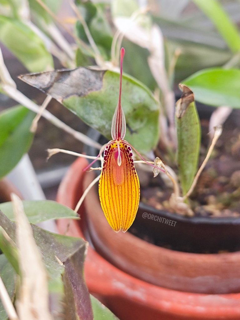 Orchitweet's tweet photo. #Restrepia Havre de Rozel 'Asia' EG/GO-SFO, grown by our members Matteo Baldon and Alessia Galli
#orchids from #noidellaSFO
#orchidee #orquídeas #orchideen #orchidées #rareflowers #orchidlovers https://t.co/vGh1RVVdyt