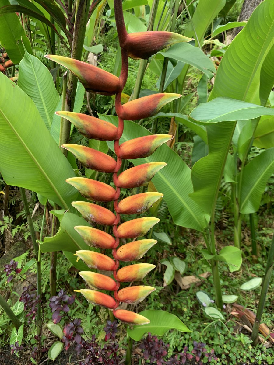 Beautiful day in paradise #Hawai’i #FlowerReport