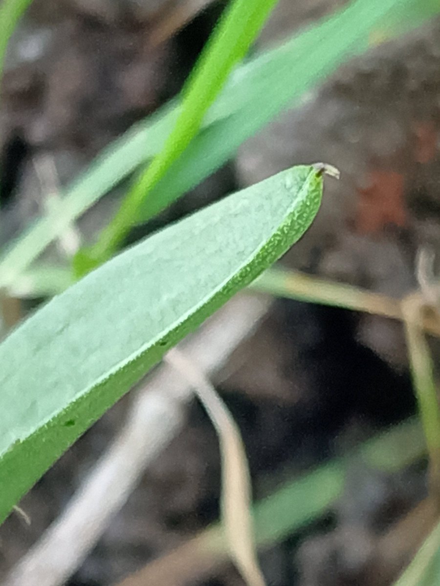 @BSBIbotany @ukorchids the leaf tip had a distinct droop. Pyramid orchid rosette Long Buckby Northants on mossy embankment in urban area of village. If someone asked me 30 years ago where to see this species in my county I would have said far north east corner of vc32