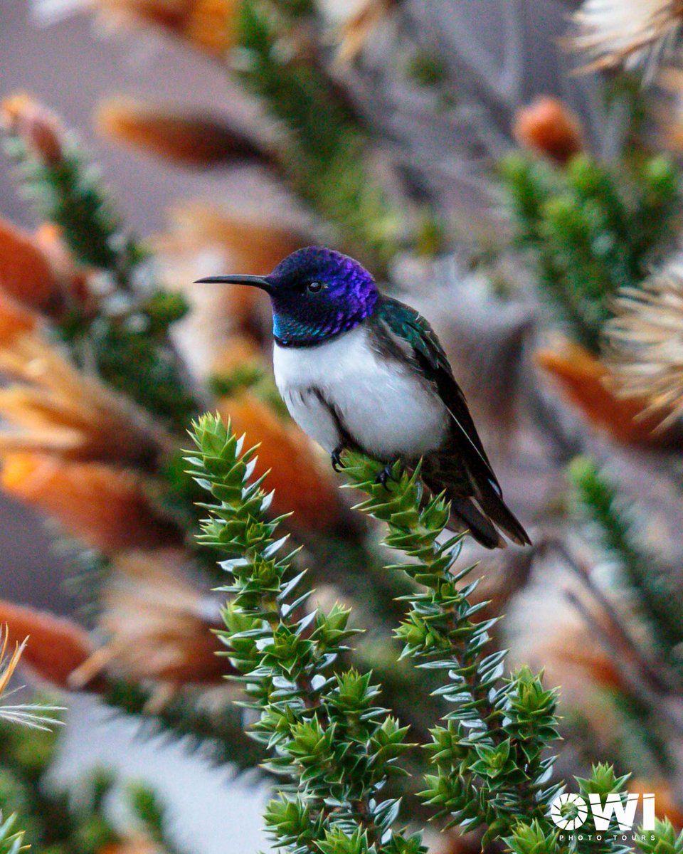 owiphototours's tweet photo. To photograph birds in the field, first you have to find them. Second, birds shouldn’t find you!

Swipe to see what we mean 😉

Ecuadorian Hillstar (Oreotrochilus chimborazo)
📍Chimborazo Fauna Production Reserve, #Ecuador

#BirdsSeenIn2023 #birdphotography #birdwatching #birding https://t.co/0YisQXG6cr