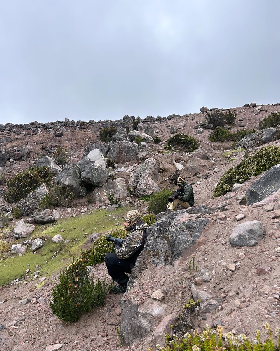 owiphototours's tweet photo. To photograph birds in the field, first you have to find them. Second, birds shouldn’t find you!

Swipe to see what we mean 😉

Ecuadorian Hillstar (Oreotrochilus chimborazo)
📍Chimborazo Fauna Production Reserve, #Ecuador

#BirdsSeenIn2023 #birdphotography #birdwatching #birding https://t.co/0YisQXG6cr