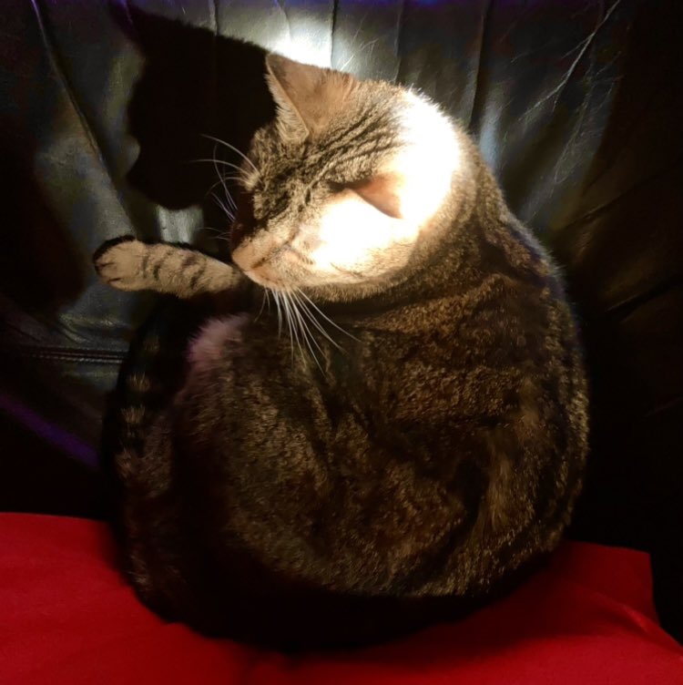 ….e poi arriva un gatto e ti ruba il cuore ❤️!! #gatto #casa #home #Felicità #bergamo  #gioia #love #Amore 🎵💙❤️💚🎉🐞👑