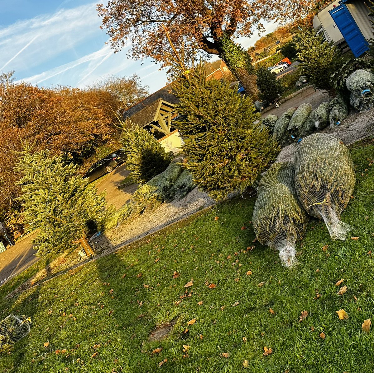 A-G Christmas Trees tweet media