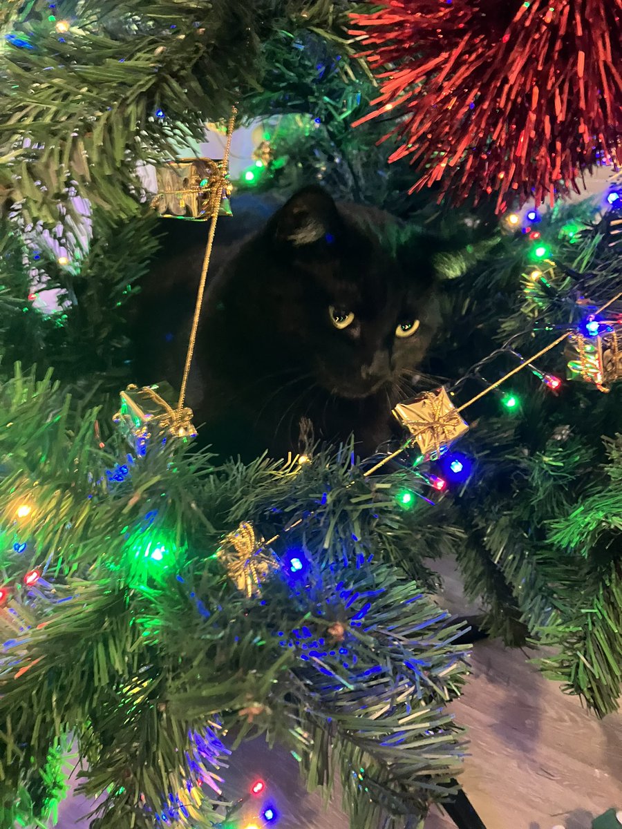 RubisChat's tweet image. Vivez vos rêves, les amis !