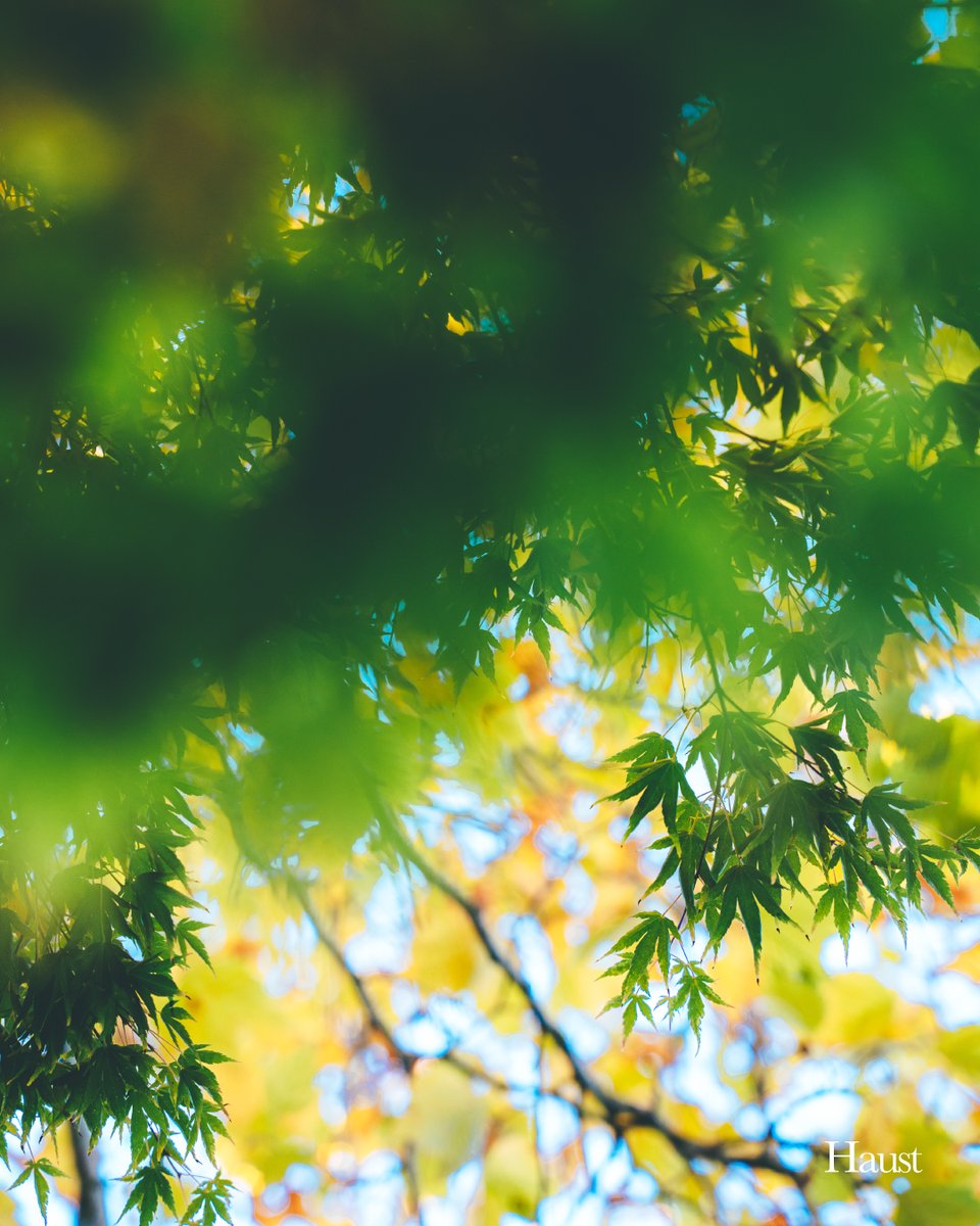 Green Japanese Maple in contrast of the yellow Oak Trees.

#photographer #photographers #art #artist #artphotography #naturephotography #vancouverphotographer #photography #photographyisart #bokehphotography #bokeh #fall #fallvibes #fallcolors #fallstyle #leaves #紅葉 #もみじ…