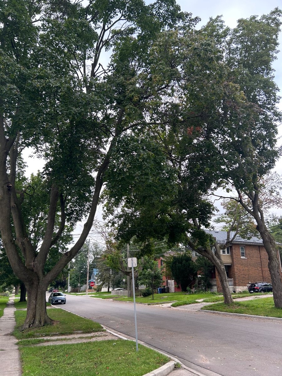 GuberneyDerek's tweet photo. @MsVernestyne 🌳🫂🌳❤️🩹 miss Renee dearly, but , I know she’d appreciate this emotion. Still dealing, but, thank you for supporting US 💓 @KimRae56 @Dee1127 @GJRboston10 @KingResist4Ever @Rubicon1313 @CarlyJA22 @TonyHQ1985 @vixey_voter @BerserkAnna @EdnaRosse6 #RIPLOVE 💓💔✨❤️🩹🕊️ https://t.co/4QFTuHCasQ