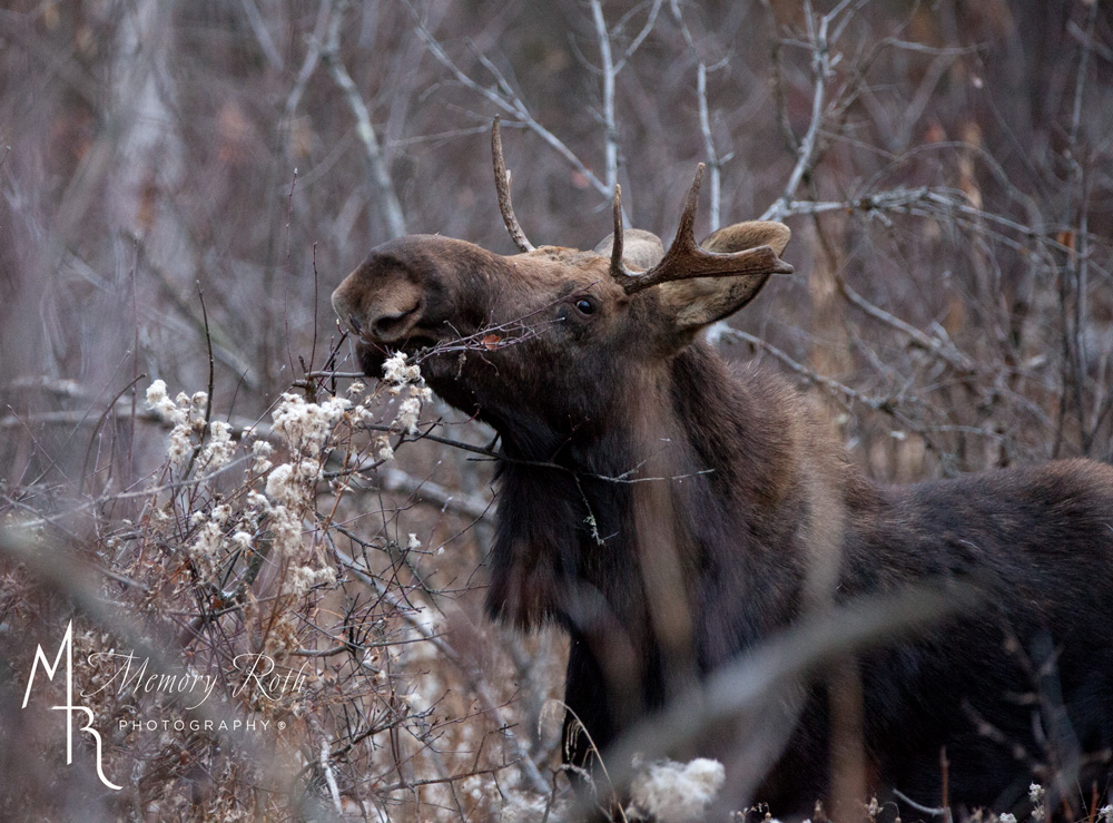 Memory Roth (@memoryroth) on Twitter photo Happy Moose Sunday! Loved running into this fellow this morning! #photography #moose <a href="/CityofStAlbert/">City of St Albert</a> #stalbert #wildlifephotography #artisit #photographer Happy Moose Sunday! Loved running into this fellow this morning! #photography #moose <a href="/CityofStAlbert/">City of St Albert</a> #stalbert #wildlifephotography #artisit #photographer