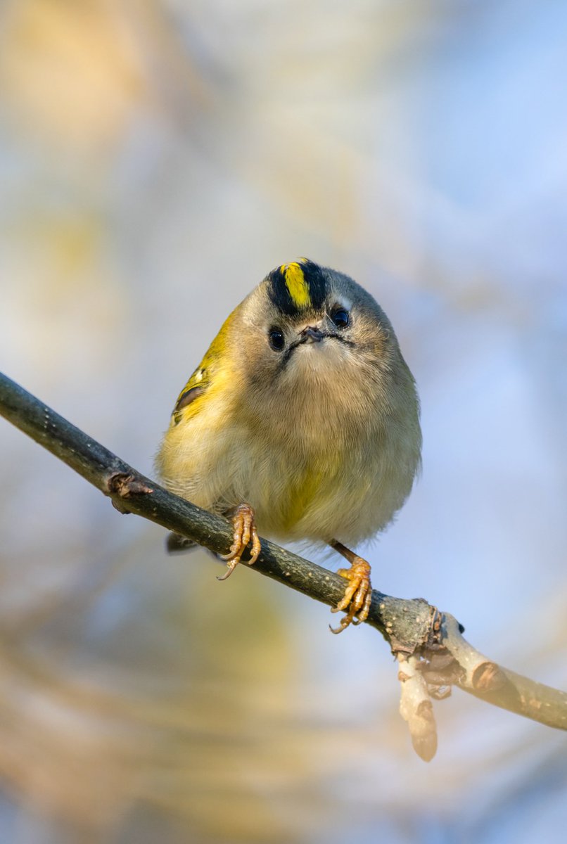 fre42898803's tweet photo. Goldcrest @AttenboroughNR @Natures_Voice @BirdWatchingMag https://t.co/B6FUnB4e9K