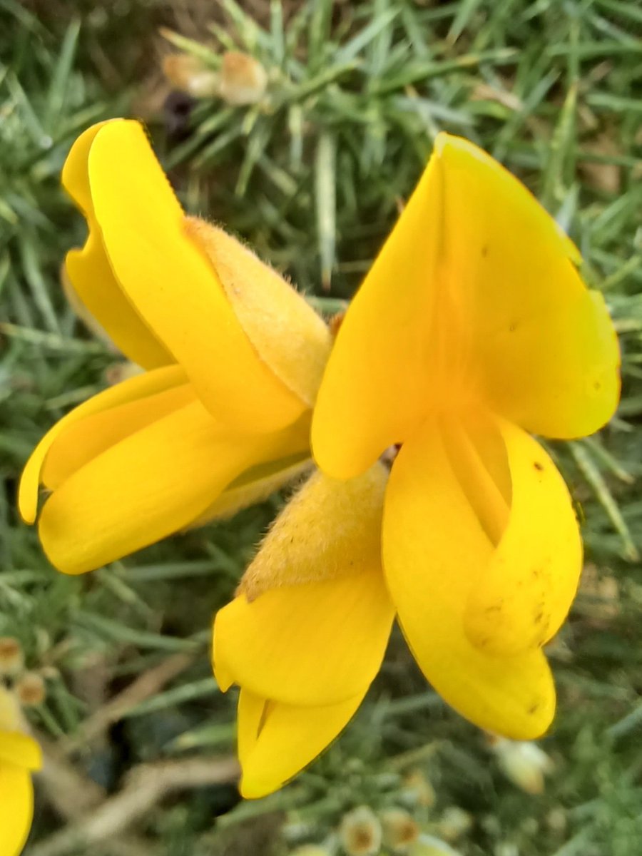 #wildflowerhour Blooming brightly on a dull day in Lancashire is Gorse (Ulex europaeus).